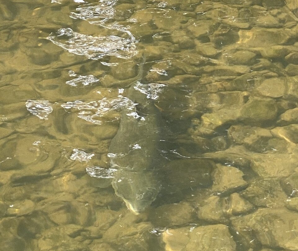 Salmon Ponds Heritage Hatchery and Gardens景点图片