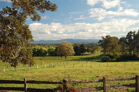 Pines on the Plateau主图