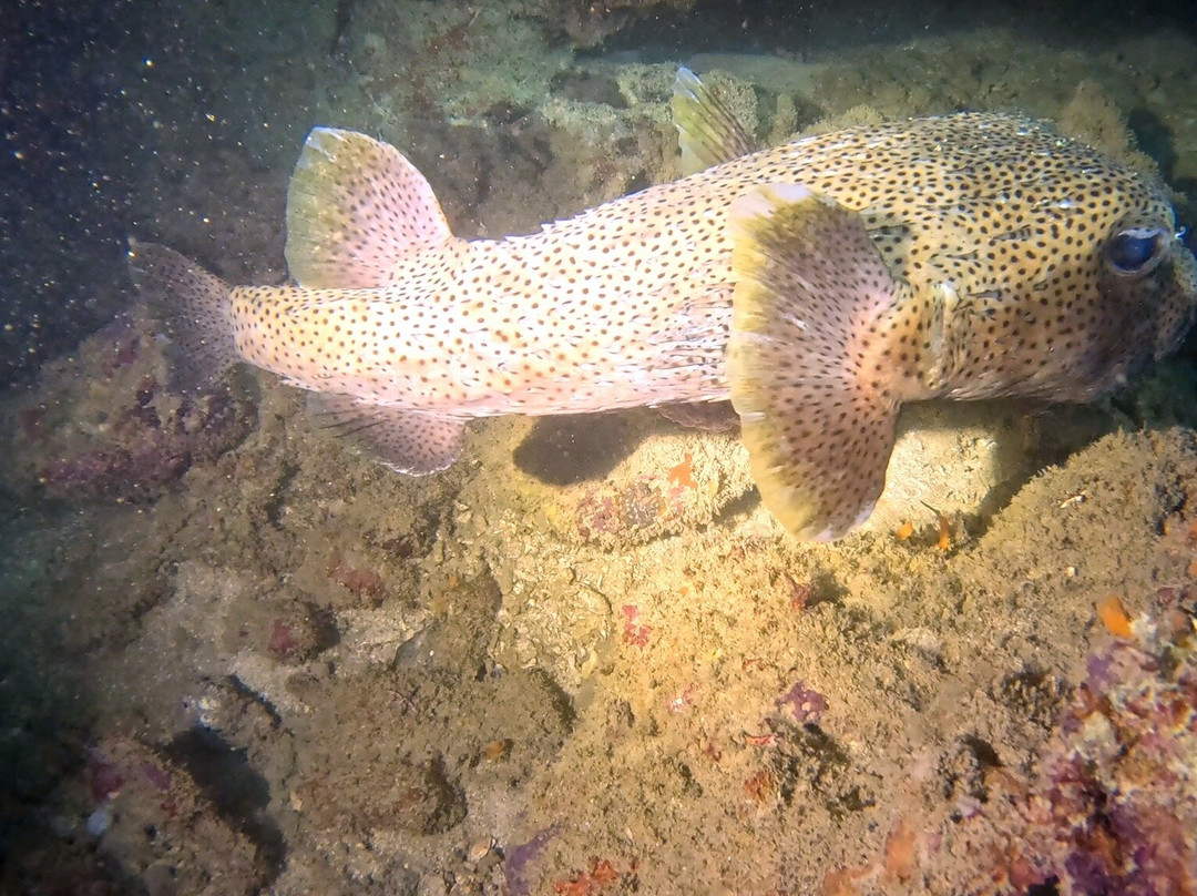 Dive Shack景点图片
