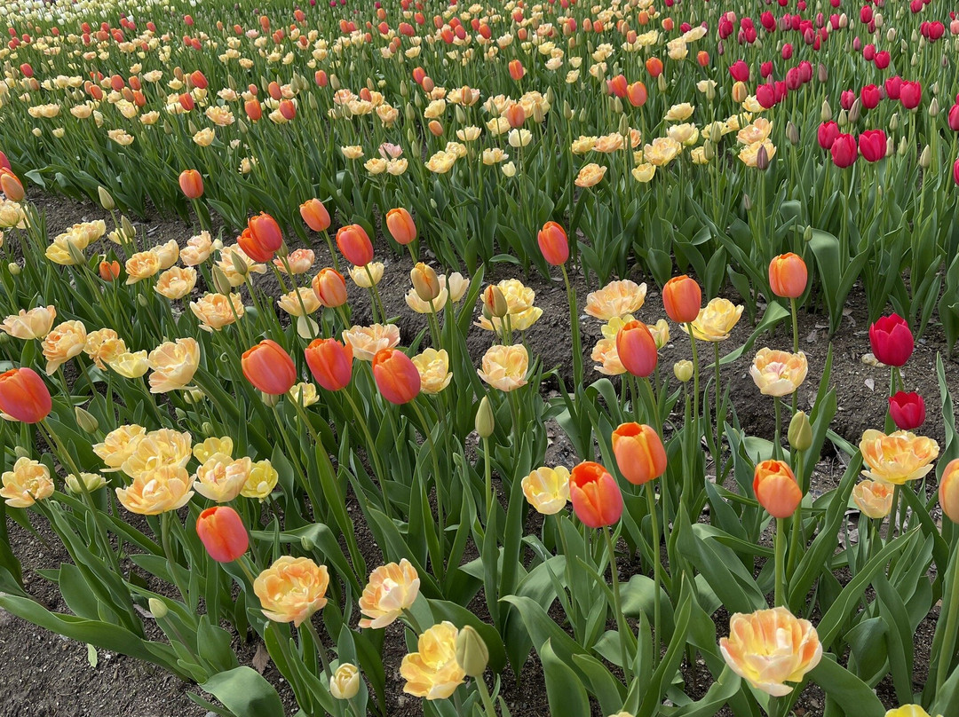 Tonami Tulip Park-砺波市必去景点