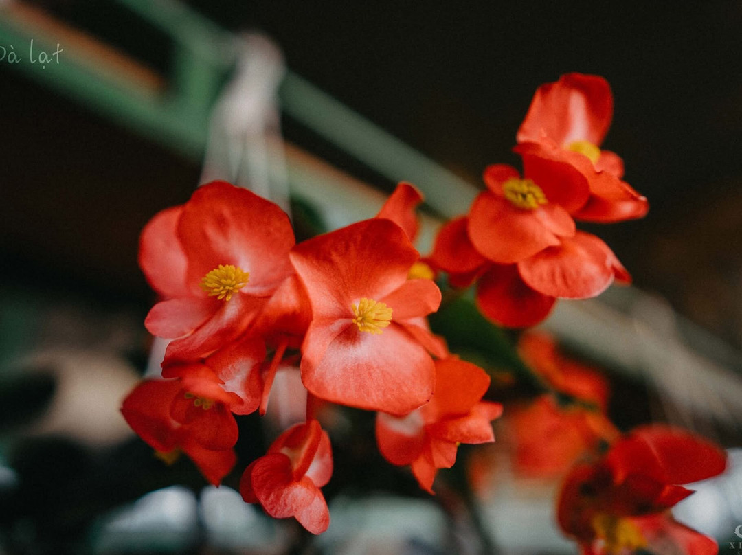 Cau Dat Tea Hill-大勒必去景点