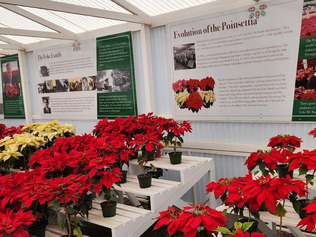 The Flower Fields at Carlsbad Ranch-卡尔斯巴德必去景点