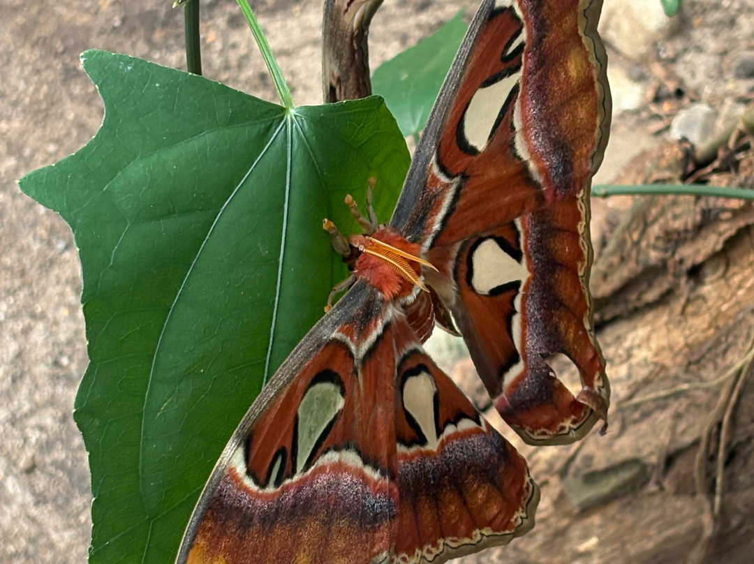 Schmetterlingspark Buchholz-Buchholz in der Nordheide必去景点