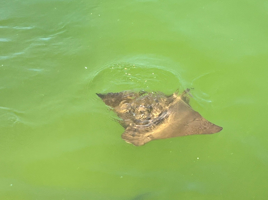 Florida Oceanographic Coastal Center-斯图尔特必去景点