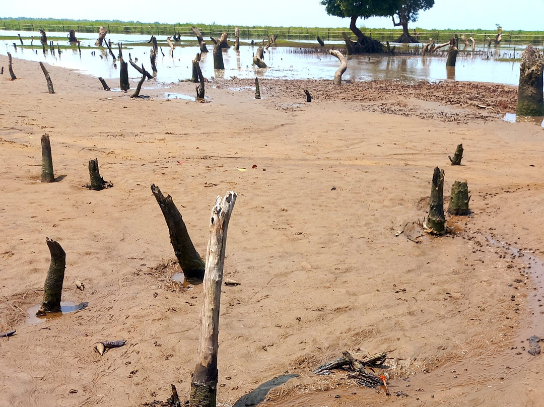 Bichitrapur Mangrove Reserve景点图片