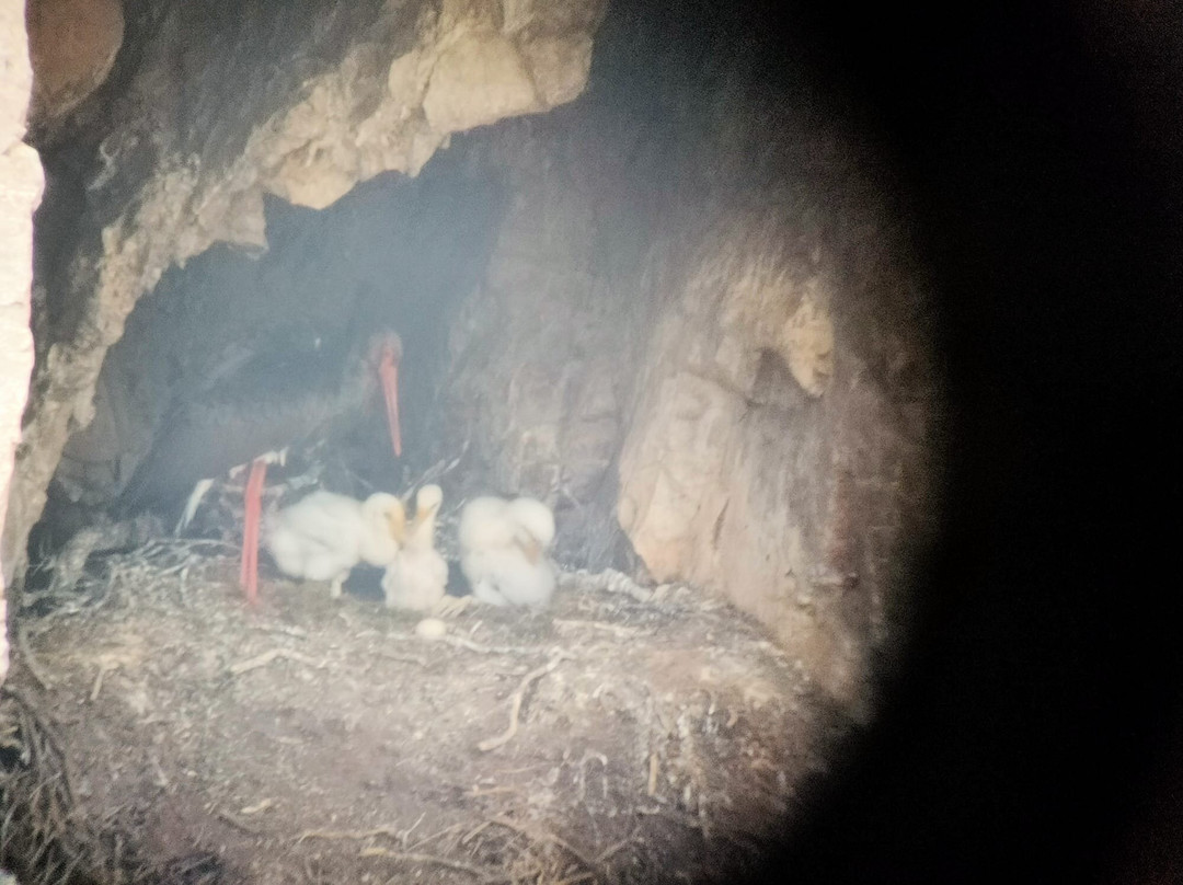 Birding Naturaleza景点图片