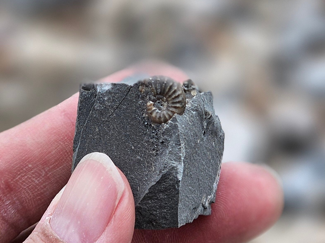 The Wobbly Fossiler景点图片