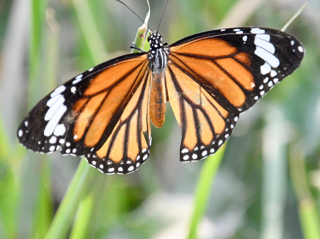 Mowgli's Eco Adventure-苏拉哈必去景点
