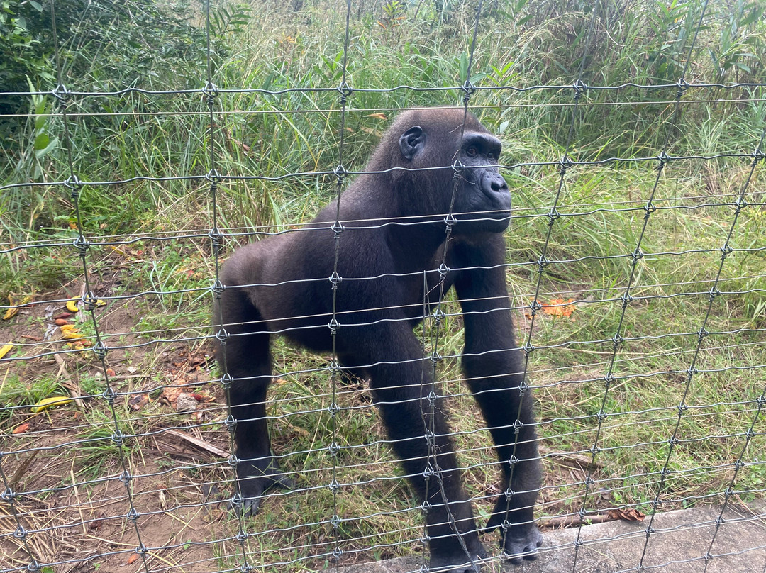 Réserve Naturelle de Gorilles de Lésio-Louna-Léfini-布拉萨市必去景点
