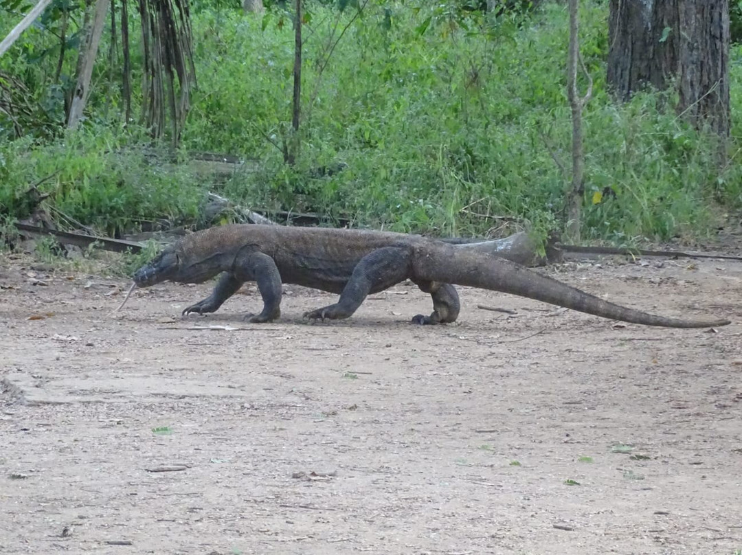 Atta's Travel-Gili Meno必去景点