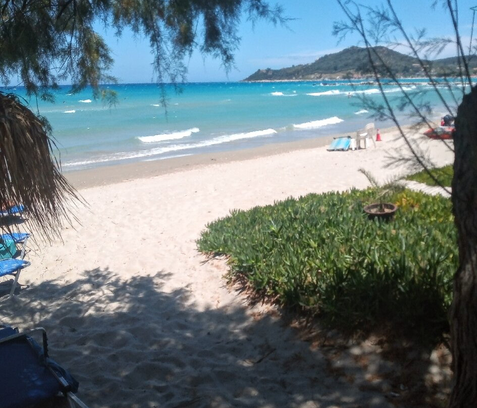 Palm Tree-阿雷克斯必去景点