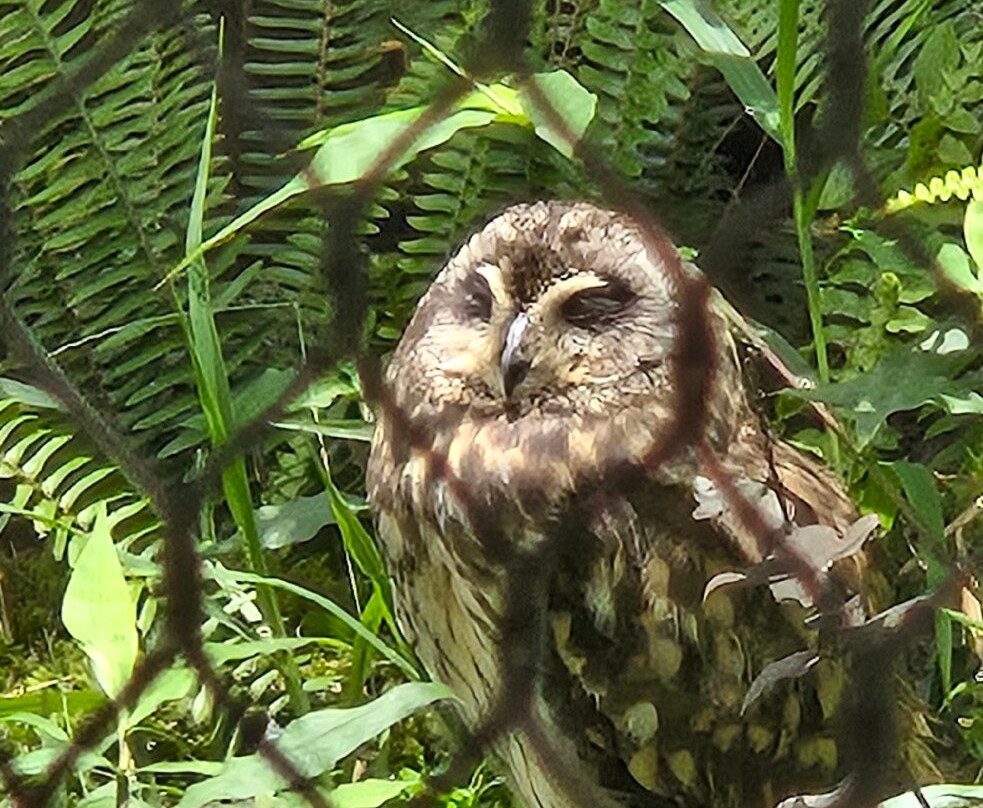 帕奈瓦热带雨林动物园-希洛必去景点
