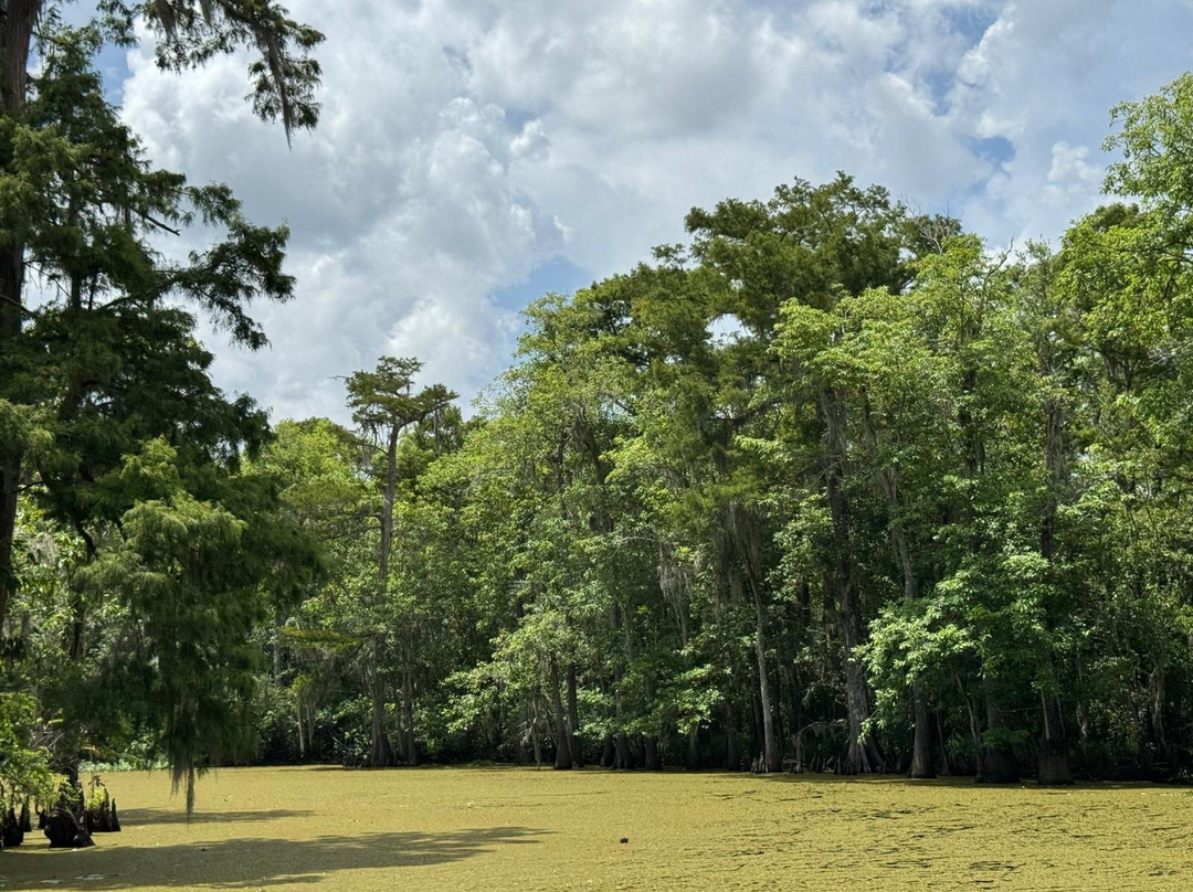Beyond the Bayou-新奥尔良必去景点