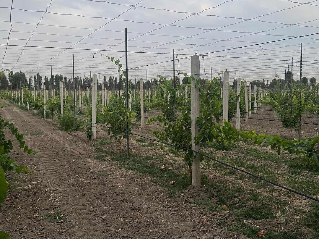 Uzumfermer  Winery-Qibray必去景点