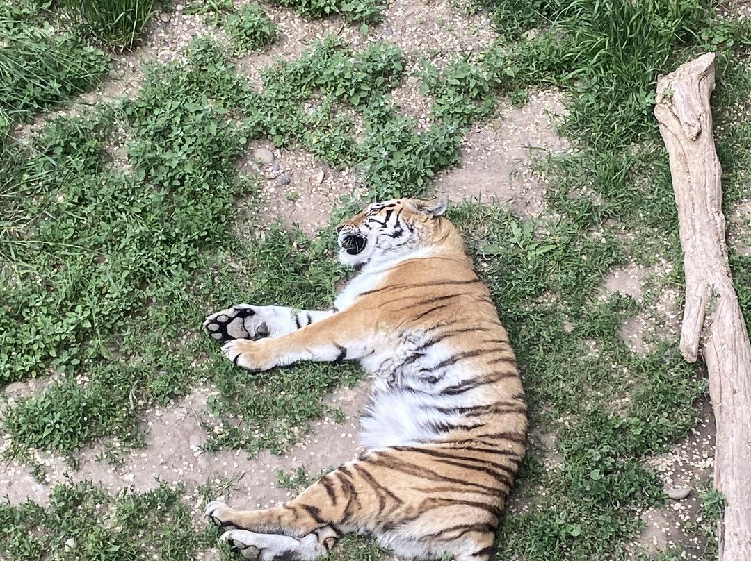 Idaho Falls Zoo-爱达荷福尔斯必去景点