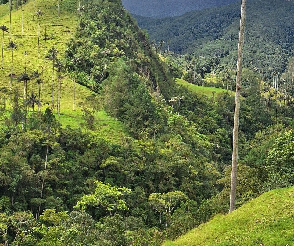 Valle De Cocora-萨伦托必去景点