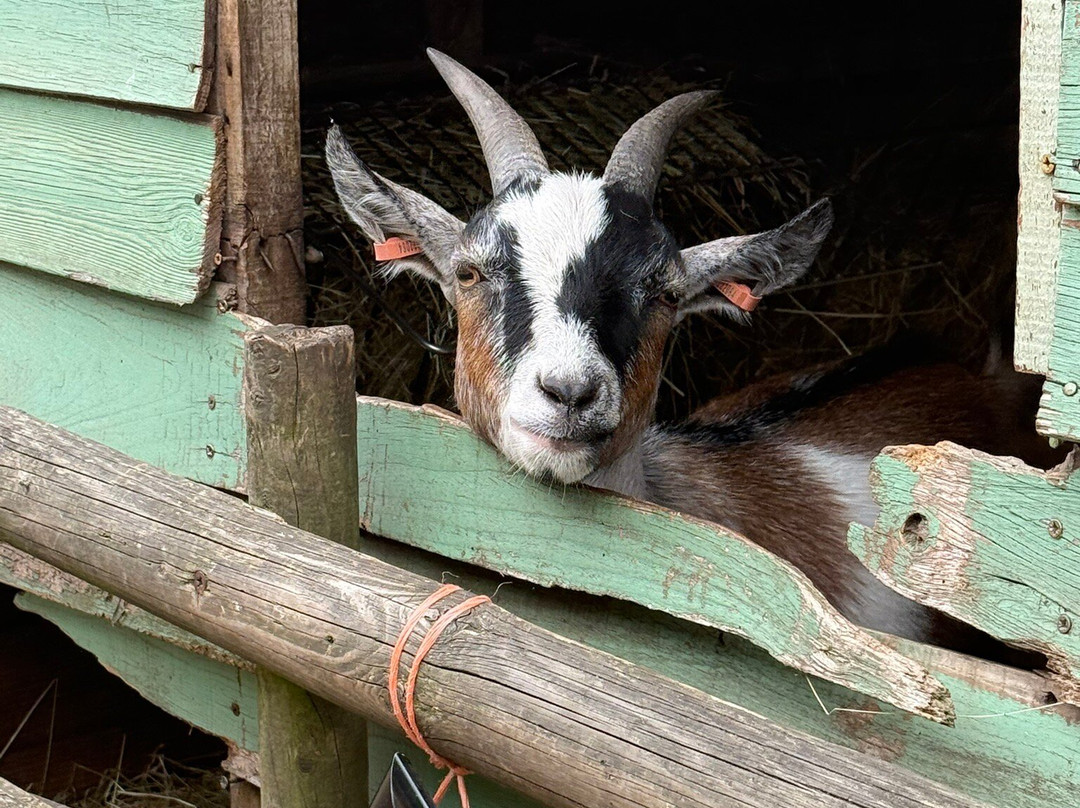 Baylham House Rare Breeds Farm-伊普斯威奇必去景点