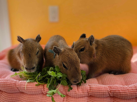 Happy Capys Capybara Experiences-恩格尔伍德必去景点