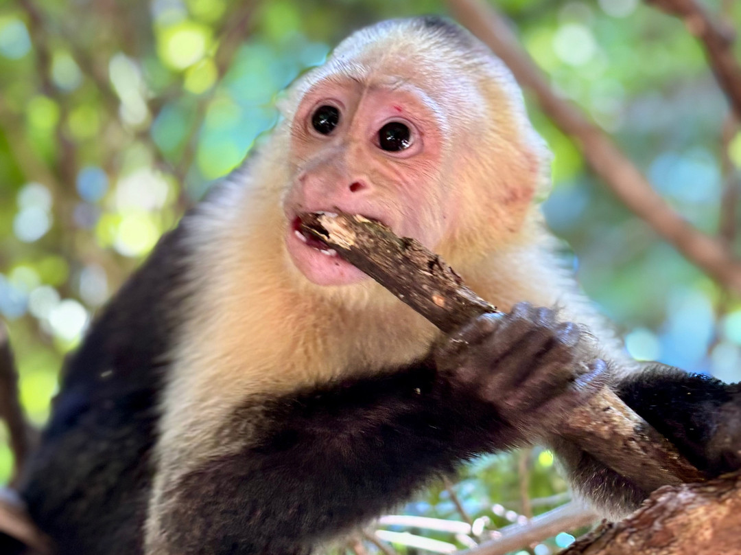 The Congo Trail-Nuevo Colon必去景点