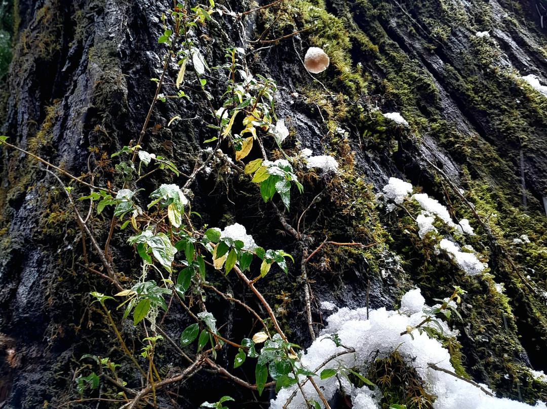 Puerto Blest & Cascada de los Cántaros-圣卡洛斯-德巴里洛切必去景点