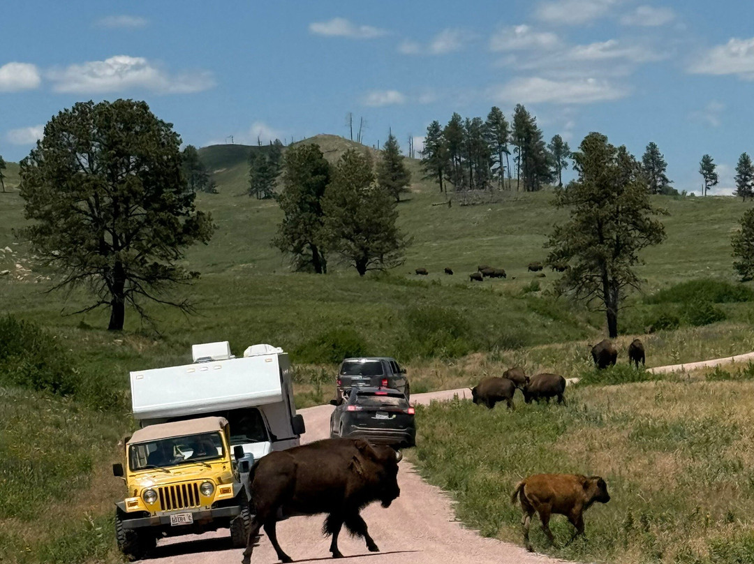 Wildlife Loop Road-卡斯特必去景点