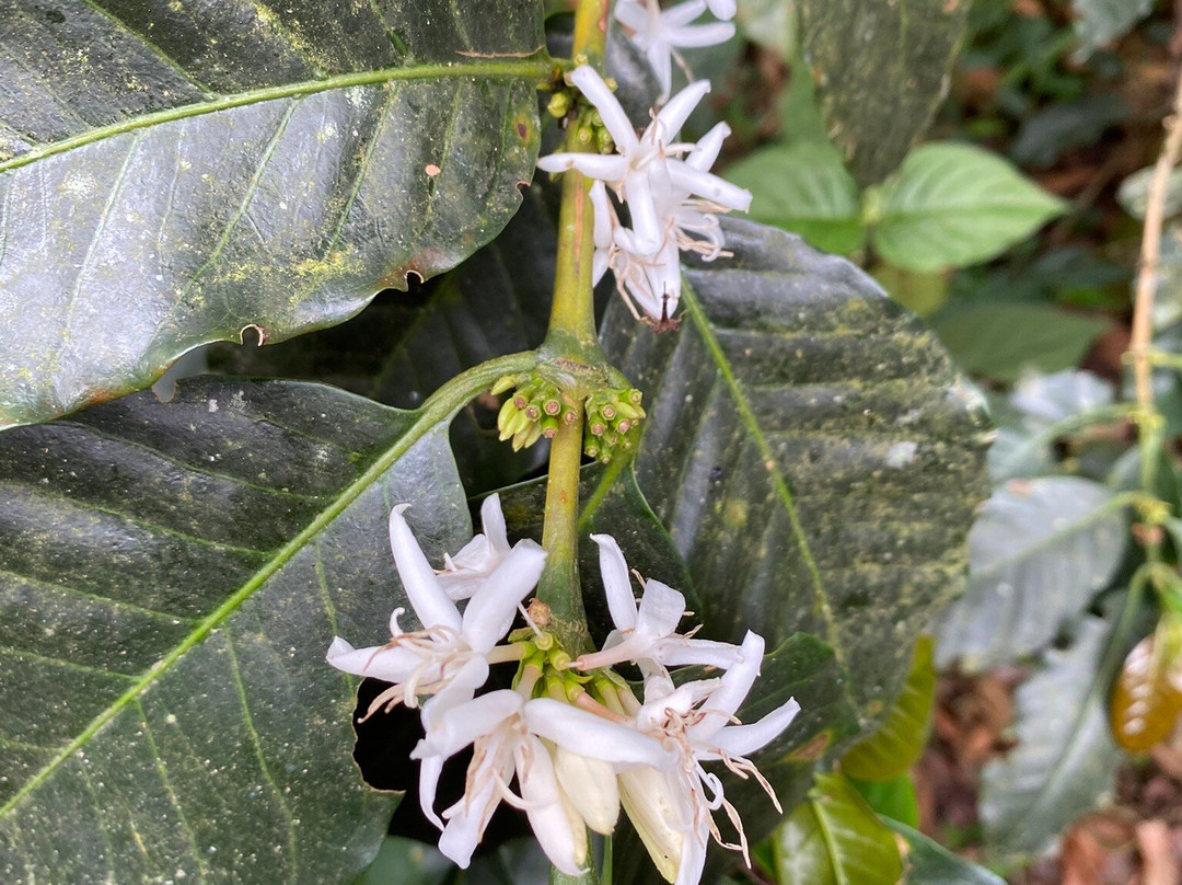 El Recuerdo Finca Cafetera Tradicional-萨伦托必去景点