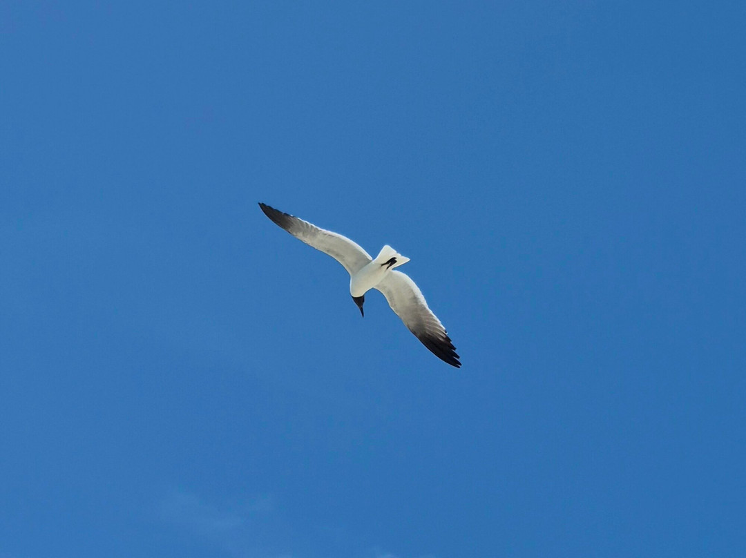 Bogue Inlet Fishing Pier-Emerald Isle必去景点