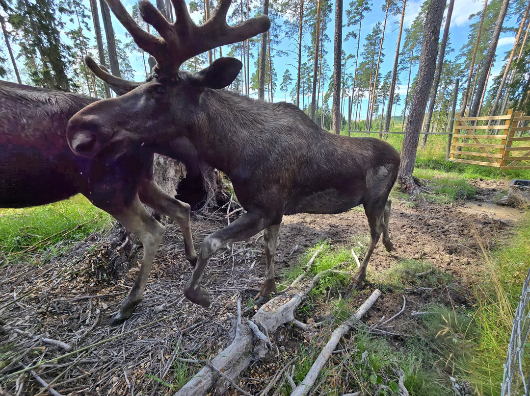 Varmlands Moose Park-Eksharad必去景点
