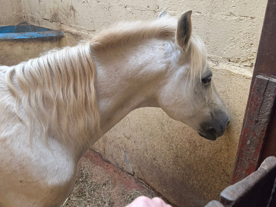 Haras Encanto Horse-蒙特贝尔德必去景点