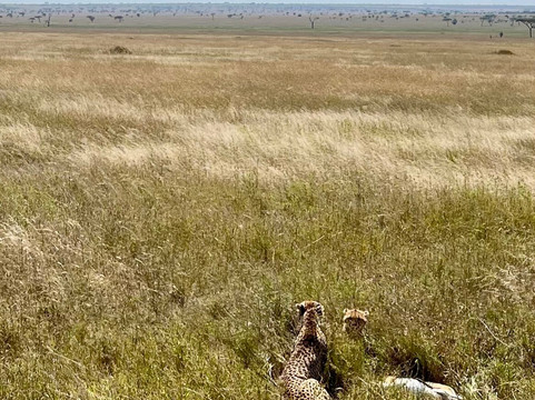 Enchanting Tanzania Safaris-阿鲁沙必去景点