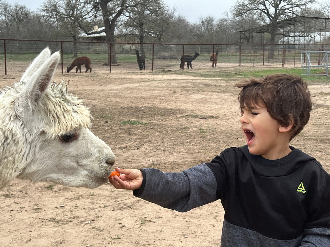 Suri Alpacas Of Crimson Ranch