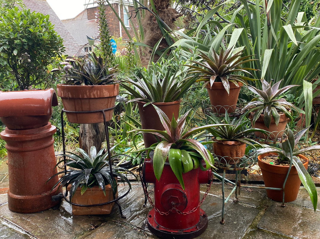 Driftwood by Sea-西福德必去景点