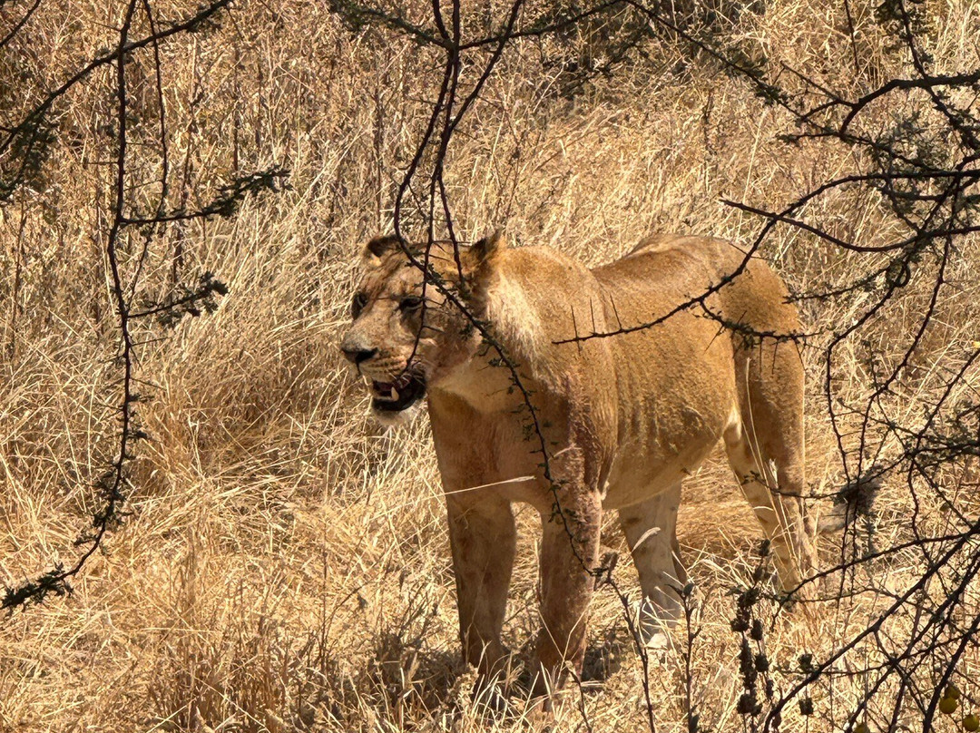 Bush and Forest Explorers-阿鲁沙必去景点