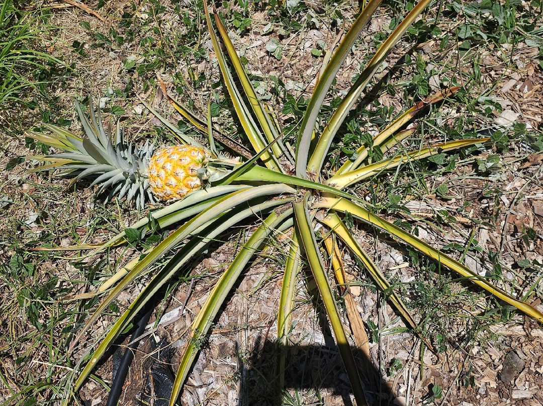 Maui Dragon Fruit Farm-拉海纳必去景点
