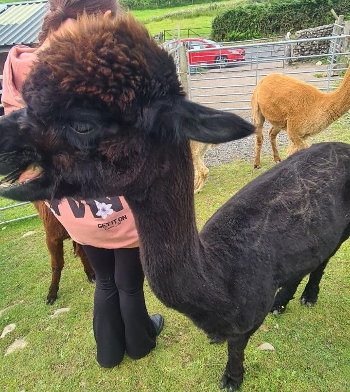 Wreay Syke Alpacas-肯德尔必去景点