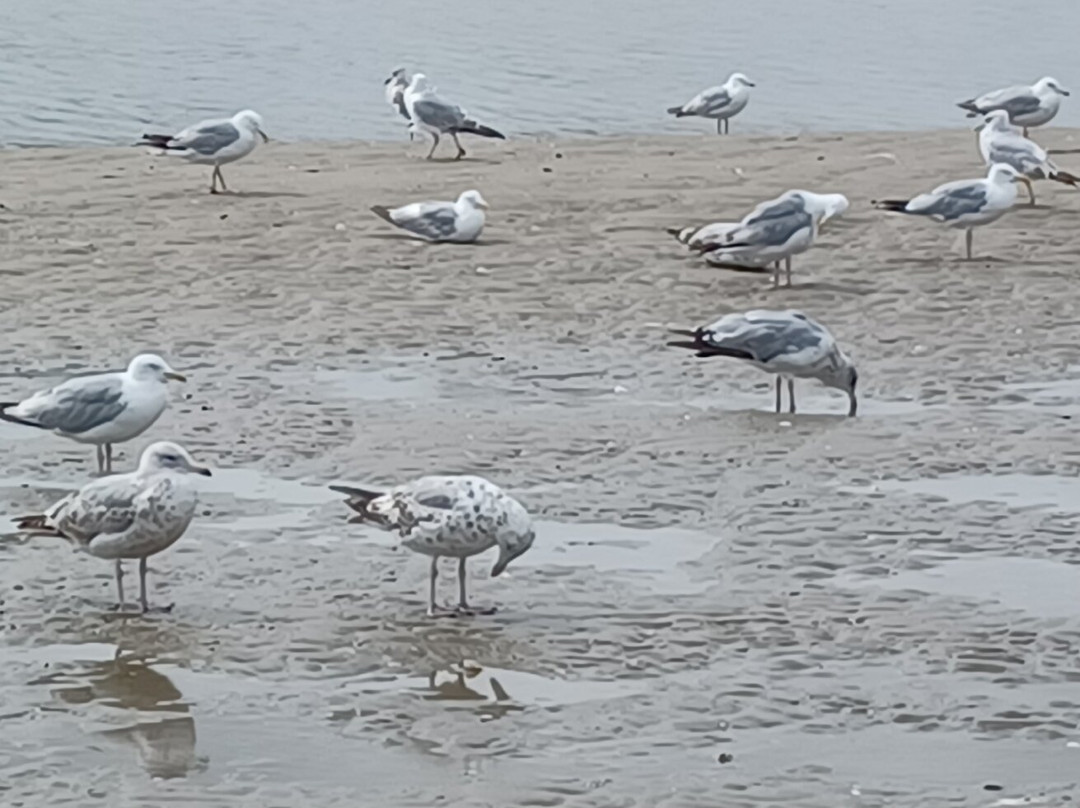 Plage de Cabourg-卡布尔必去景点