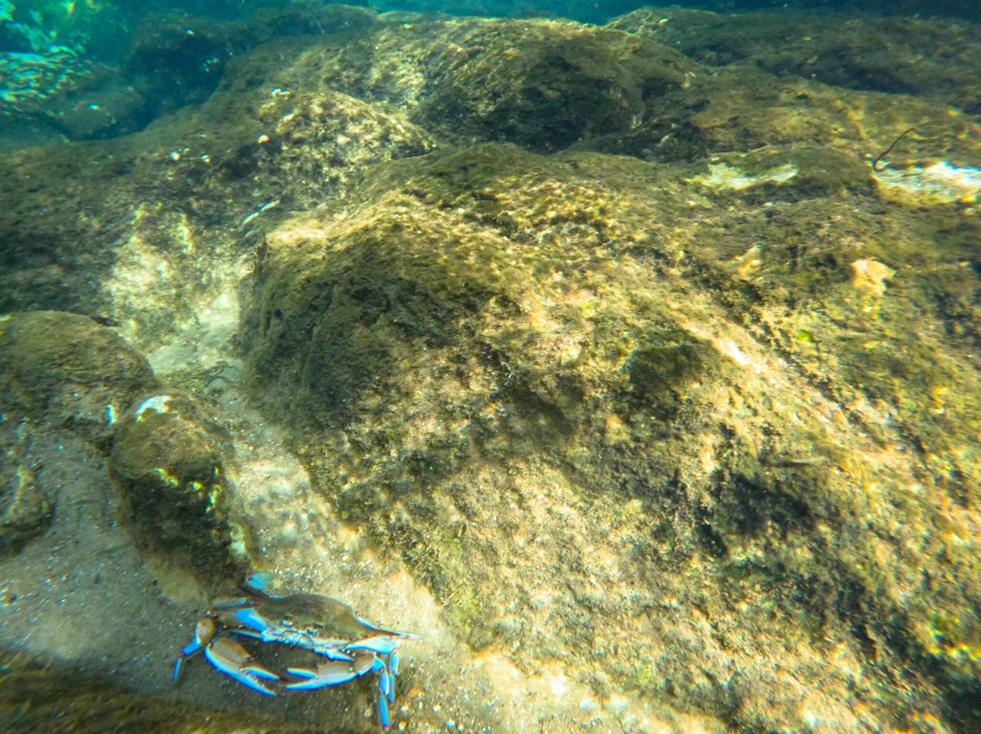 Salt Springs Recreation Area-Salt Springs必去景点