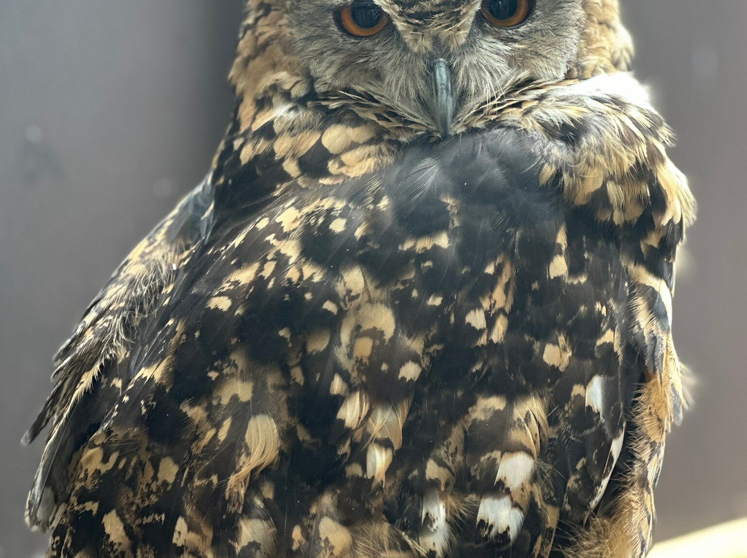Pangea Park-Bjaeverskov必去景点