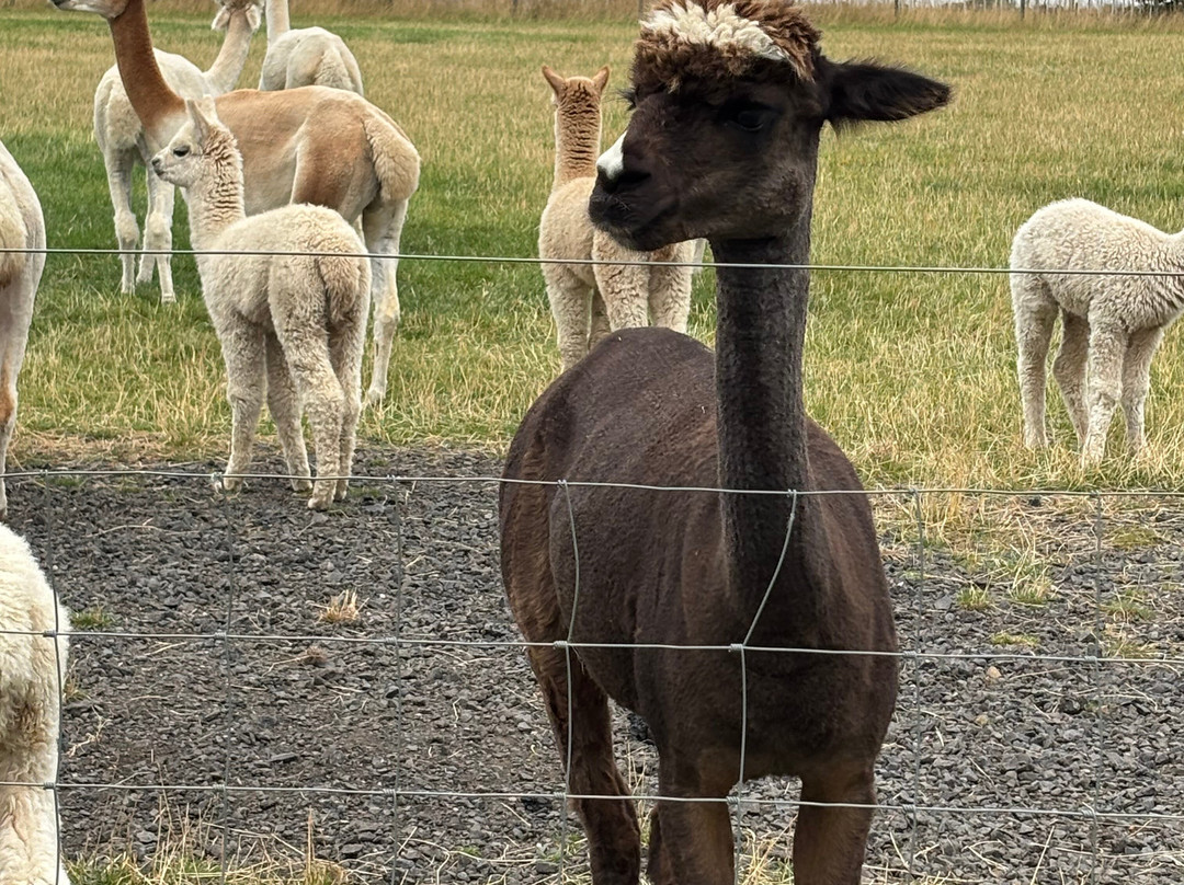 Bowbridge Alpacas Scotland-Peat Inn必去景点