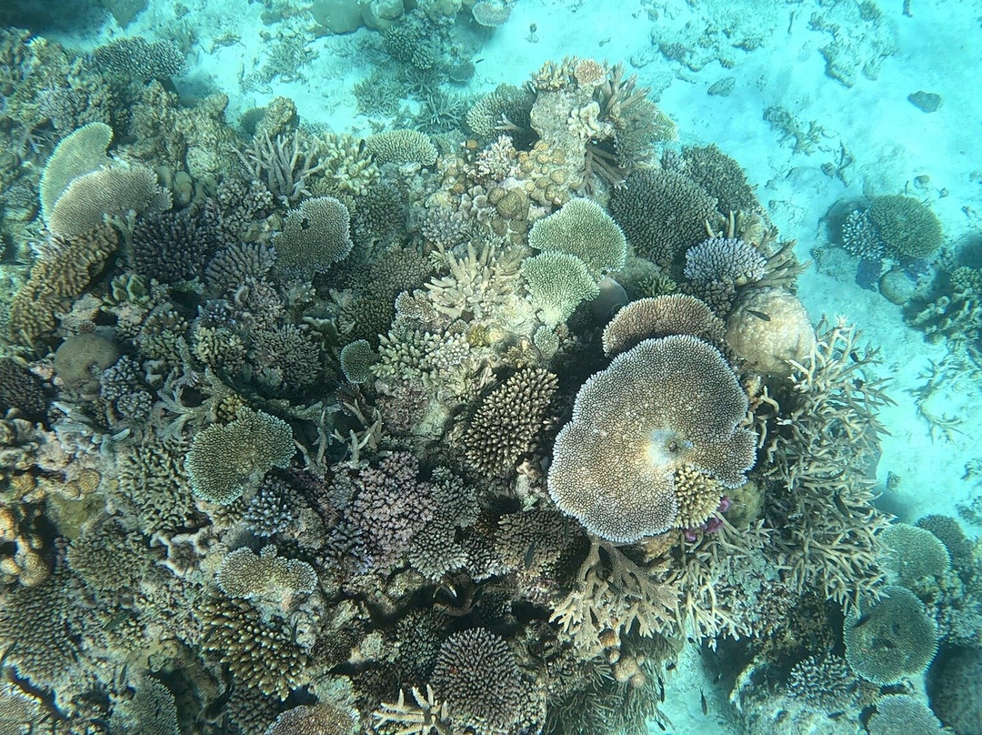 Salt Diver-塔韦乌尼岛必去景点