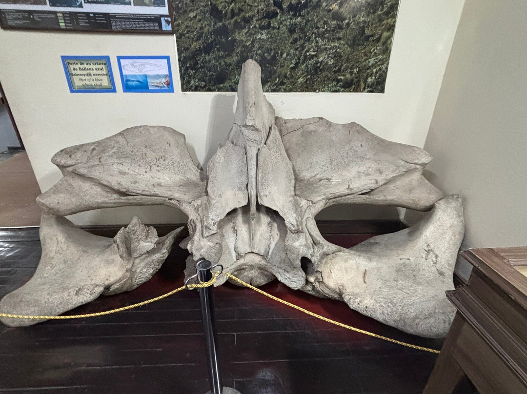 Museo Salesiano / Magiorinno Borgatello-蓬塔阿雷纳斯必去景点