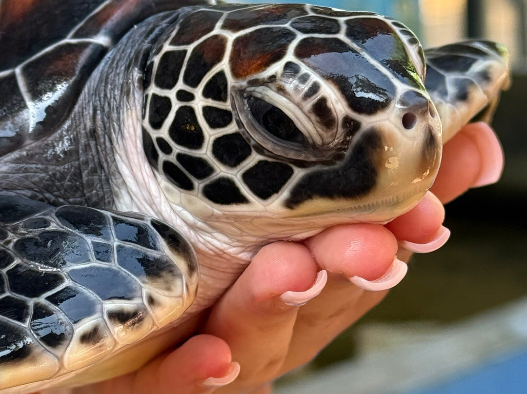 海龟保护协会-班托塔必去景点