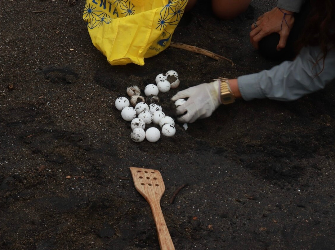 Save The Turtles Playa Venao-维纳欧海滩必去景点