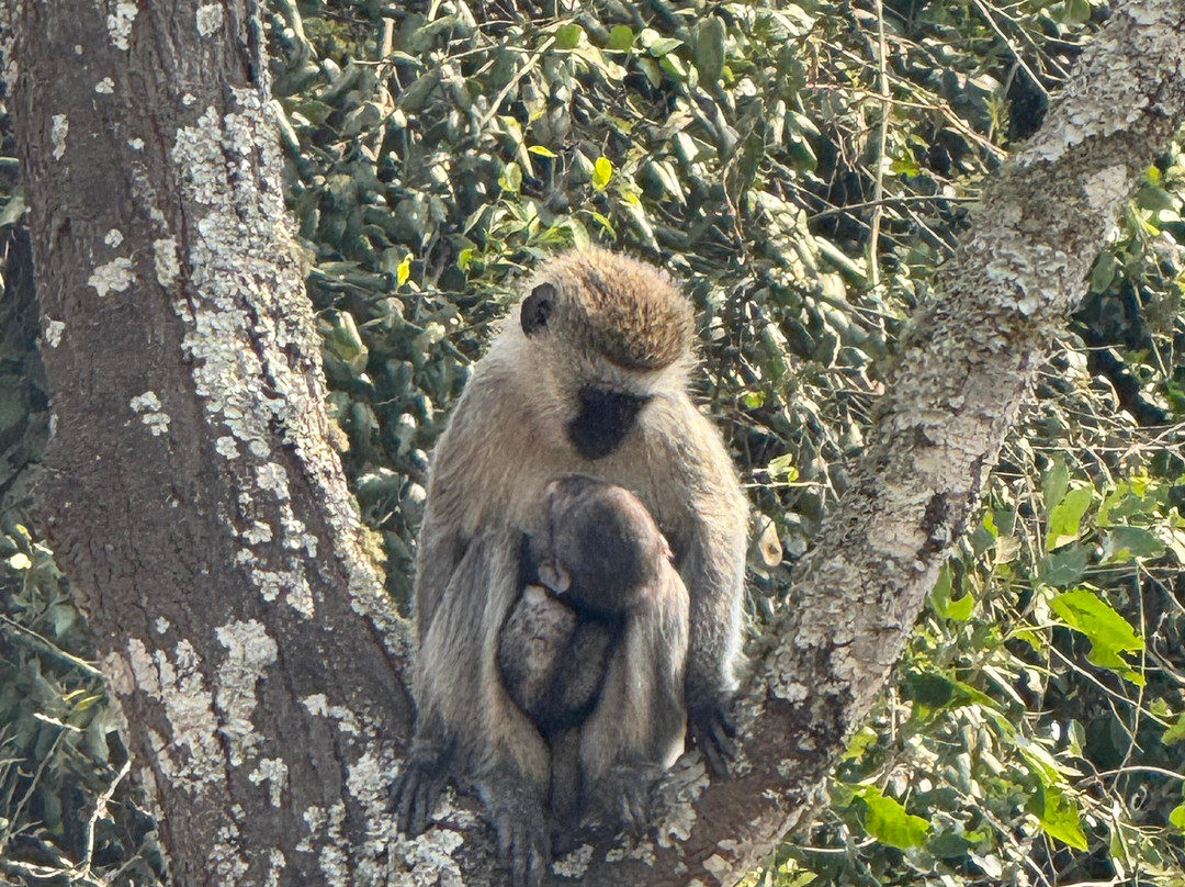 Pamoja Safaris-恩德培必去景点