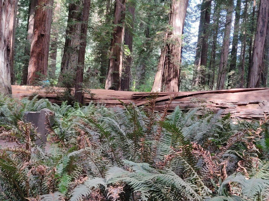 Stout Grove-克雷森特城必去景点