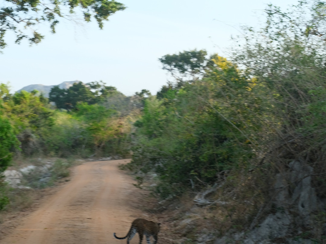 Yala Safari With Tharindu Gihan-蒂瑟默哈拉默必去景点