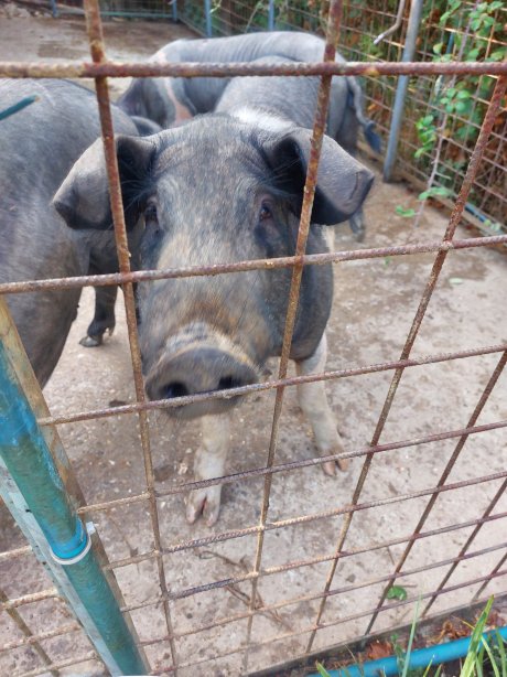 Agriturismo Pietraposa-官方