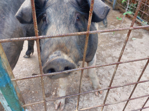 Agriturismo Pietraposa主图