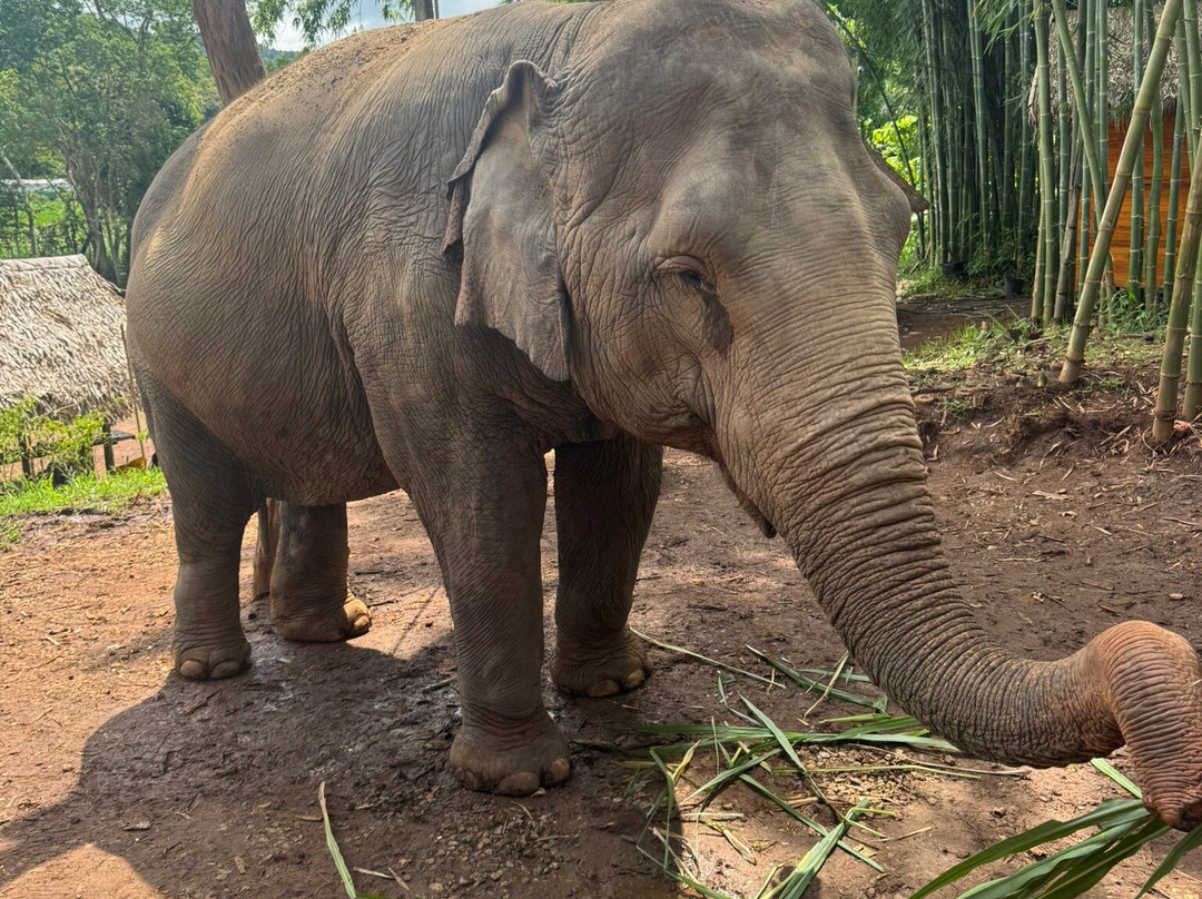 Living Green Elephant Sanctuary-清迈必去景点