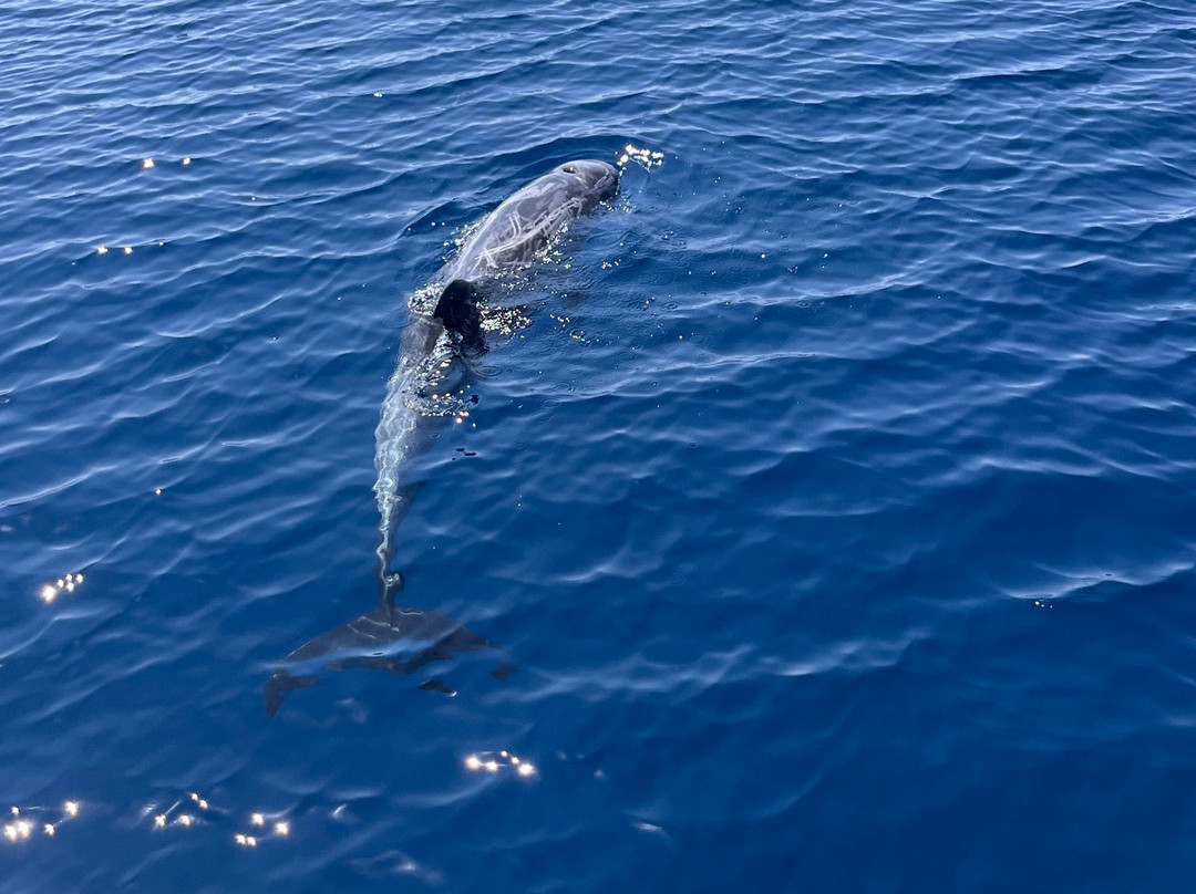Jonian Dolphin Conservation-塔兰托必去景点